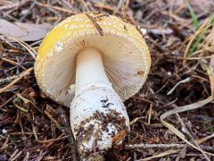 Amanita gemmata