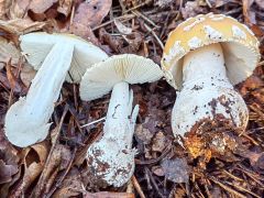 Amanita gemmata