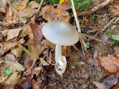 Amanita mairei