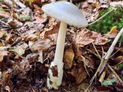 Amanita mairei