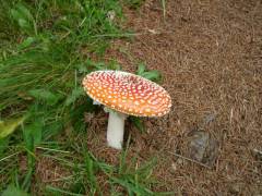 Amanita muscaria