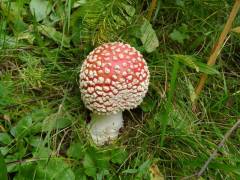 Amanita muscaria