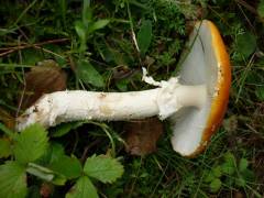 Amanita muscaria