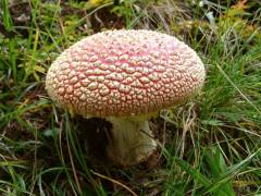 Amanita muscaria