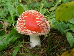 Amanita muscaria