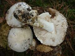 Amanita ovoidea