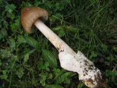 Amanita pachyvolvata