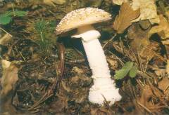 Amanita pantherina