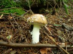 Amanita pantherina