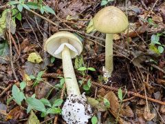 Amanita phalloides