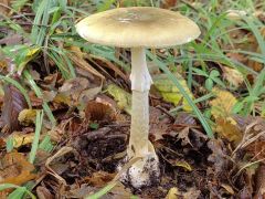 Amanita phalloides