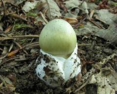 Amanita phalloides