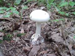 Amanita phalloides