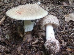 Amanita rubescens