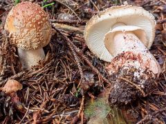 Amanita rubescens