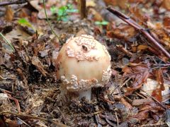 Amanita rubescens