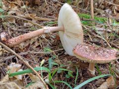 Amanita rubescens