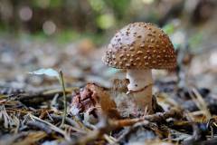 Amanita rubescens