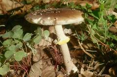 Amanita rubescens