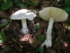 Amanita strobiliformis