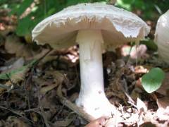 Amanita strobiliformis