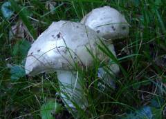 Amanita strobiliformis