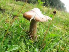 Amanita subalpina