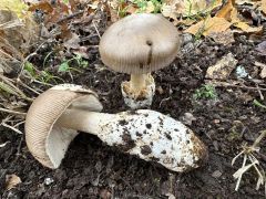 Amanita submembranacea