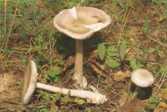 Amanita vaginata