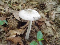 Amanita vaginata