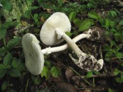 Amanita verna