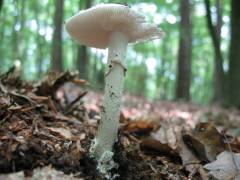 Amanita verna