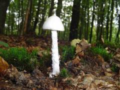 Amanita virosa