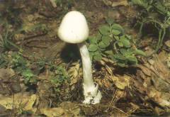 Amanita virosa