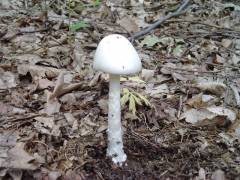 Amanita virosa