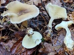 Ampulloclitocybe clavipes