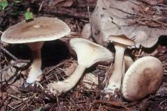 Ampulloclitocybe clavipes