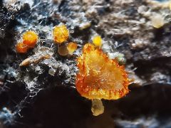 Arachnopeziza aurelia