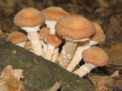 Armillaria borealis