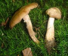 Armillaria cepistipes