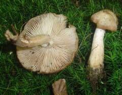 Armillaria cepistipes