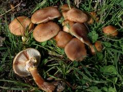 Armillaria gallica