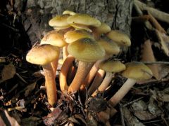 Armillaria mellea