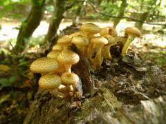 Armillaria mellea