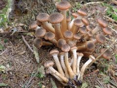 Armillaria ostoyae