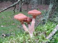 Armillaria ostoyae