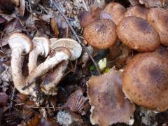 Armillaria ostoyae