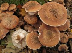 Armillaria ostoyae