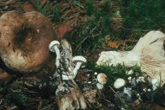 Asterophora lycoperdoides