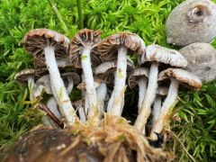 Asterophora parasitica